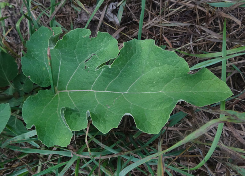 Arctium sp. - Asteraceae